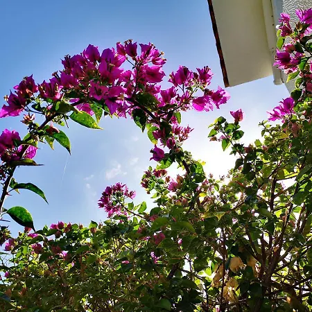 Tedy's Townhouse-margarita Gardens *